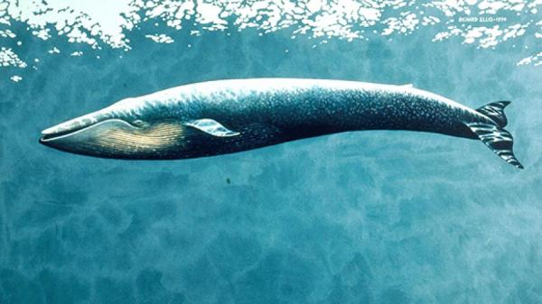 Джонатан Галиндо - новый "Синий кит". Кто стоит за этими страницами и почему подростки в ужасе от них