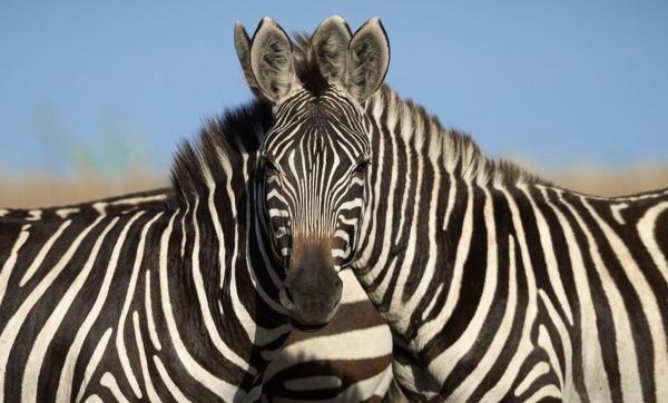Люди не могут определить, какая из двух зебр смотрит в камеру. И это обман зрения, а зебр возможно даже не две