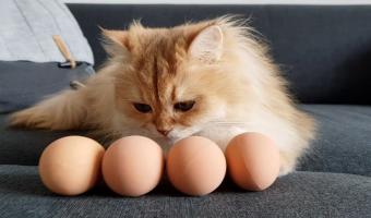 Кошатницы дают пушистым яйцо и умиляются от действий кис. Но магия работает не на всех четвероногих