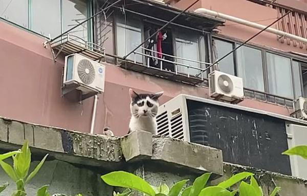 В Китае нашёлся кот, от взгляда на которого становится грустно. Но слёзы вызывает не его история, а внешность