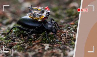 Учёные создали GoPro для жука, показав мир его глазами. Это видео стоит увидеть тем, кто боится насекомых