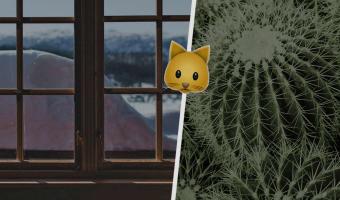 В доме, где есть кот, хозяин — кот. Доказал Мингус одним фото с кактусом, и на снимке — боль всех кошатников