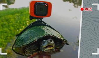 Блогер надел GoPro на черепаху и снял чилл 100 уровня. Его ролик круче массажа, и сопротивление тут бесполезно