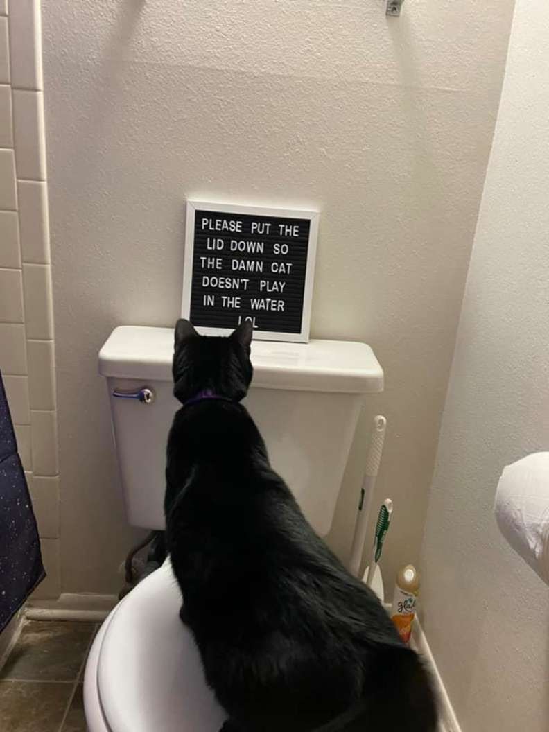 Кот в туалете с хозяином