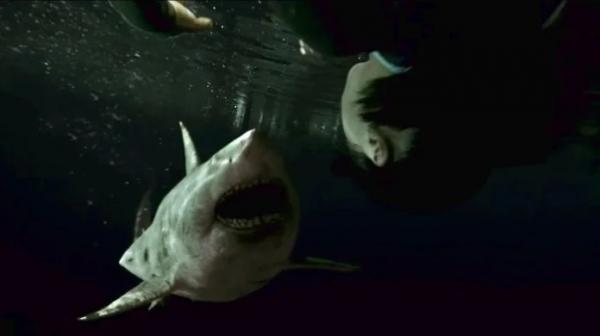 Эксперт по акулам развенчал мифы об этих хищниках. Но бояться их вы всё равно не перестанете, скорее наоборот
