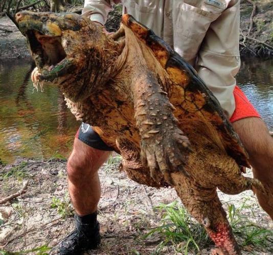Огромная черепаха попалась биологам, и люди вздрогнули. Один кусь - и можно прощаться не только с пальцами