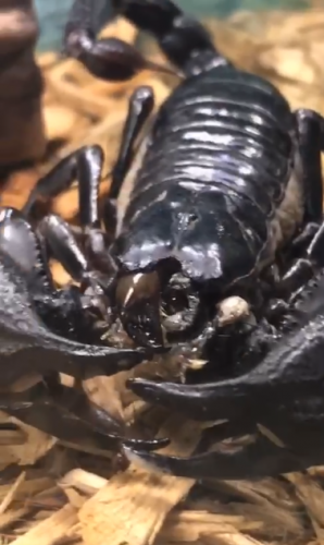 Как едят скорпионы. Маленькими клешнями надо ртом, показало видео