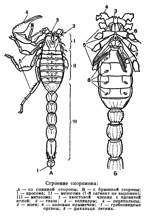 Сегментированное тело. Скорпион Buthus eupeus строение. Внутренне строение скорпиона. Строение скорпиона схема. Строение скорпиона головогрудь.