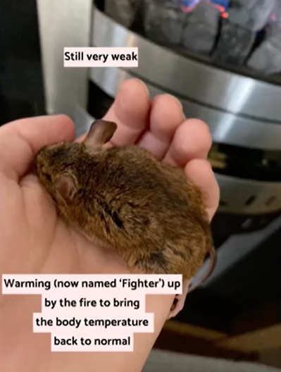 Женщина нашла мёртвую мышь и решила воскресить её. Таким методам спасения аплодировал бы сам доктор Айболит