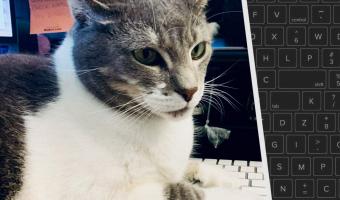 Кот так сел на клавиатуру, что завёл блог. Если вы понимаете его посты, вам точно не грозит котопокалипсис