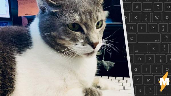 Кот так сел на клавиатуру, что завёл блог. Если вы понимаете его посты, вам точно не грозит котопокалипсис