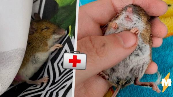 Женщина нашла мёртвую мышь и решила воскресить её. Таким методам спасения аплодировал бы сам доктор Айболит