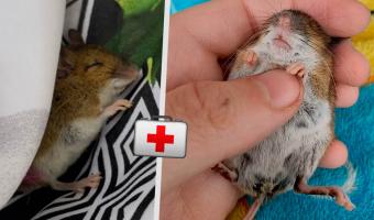 Женщина нашла мёртвую мышь и решила её воскресить. Методы Айболита — прошлый век, сработала некромантия