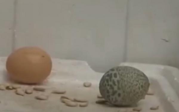 Несушка доказала фермеру: куры - потомки динозавров. Её яйцо в камуфляжной скорлупе поставило учёных в тупик