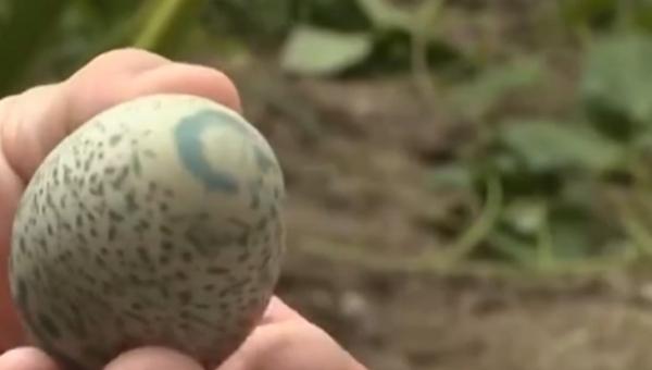 Несушка доказала фермеру: куры - потомки динозавров. Её яйцо в камуфляжной скорлупе поставило учёных в тупик