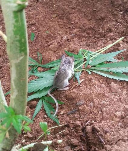 Мышь конопля сколько выращивают марихуану