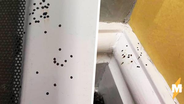 Женщина пыталась узнать, что за чёрные точки появились в её доме. Ответ оказался ужасом арахнофоба