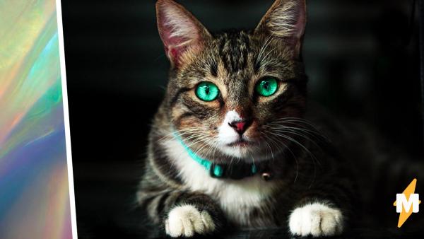 Люди увидели, что происходит с глазами икающей кошки. Это механизм выживания, он выглядит магически и комично