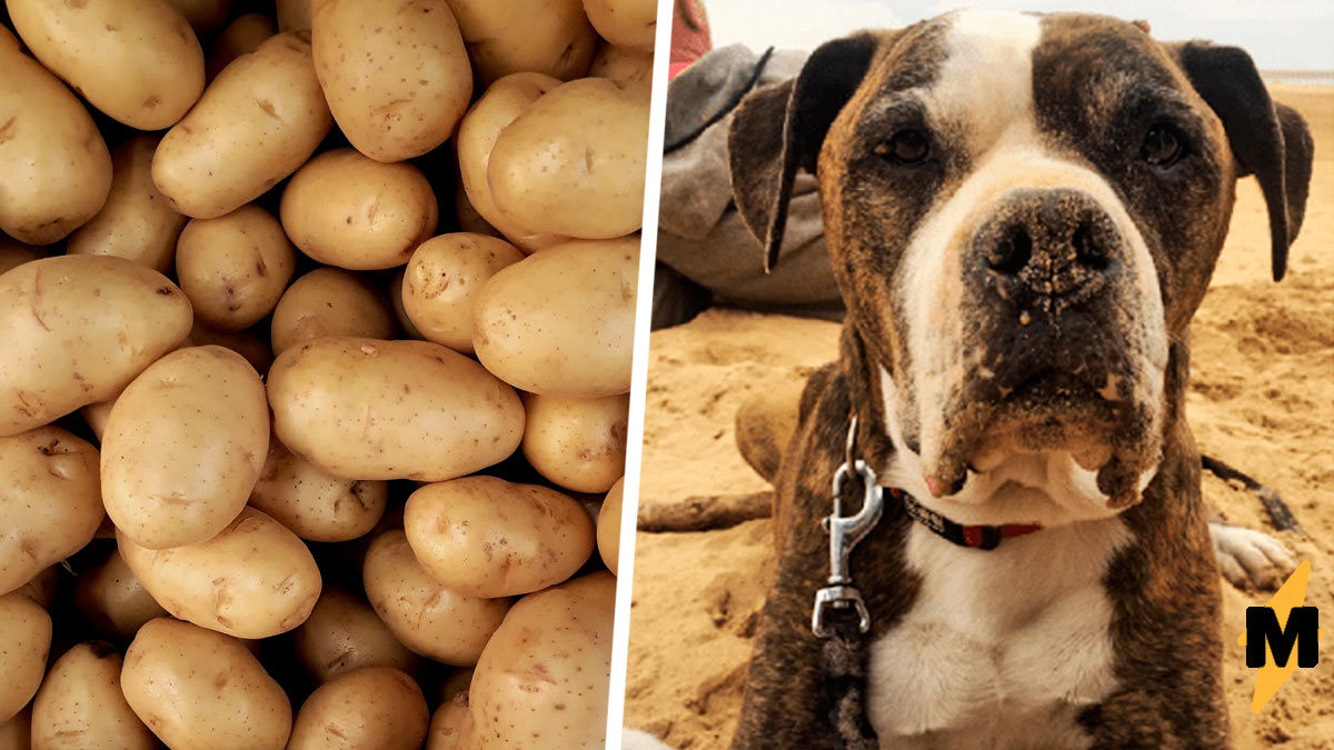 Можно собакам картошку. Щенок картошка. Пёс картошка. Собака картофелина. Картофель щенку.