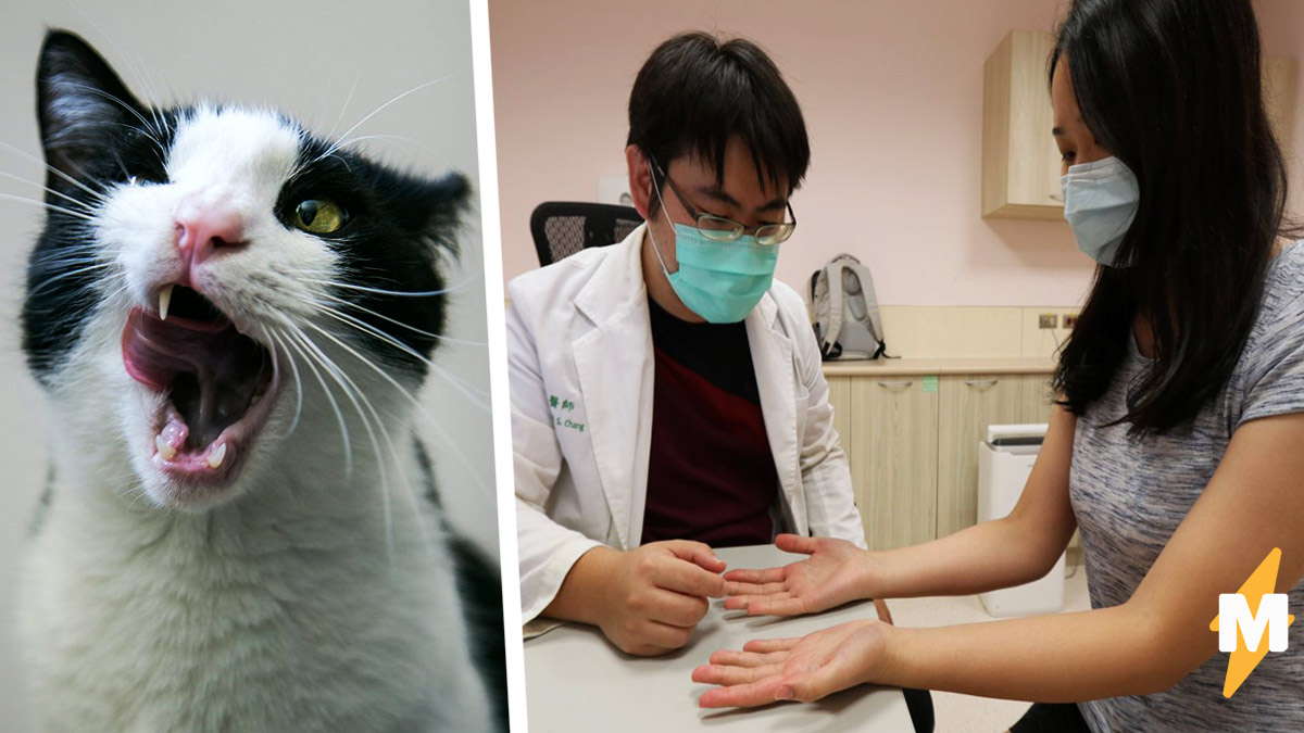 История болезни кошки. Болезнь кошачьей царапки. Опасные заболевания кошек.