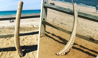 Береговая охрана нашла 1,5-метровый скелет рыбы, выброшенный на пляж. Учёные поняли, чей он, но не кто её убил