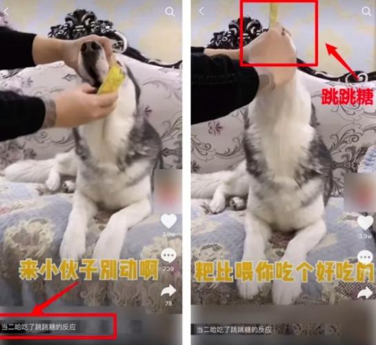 В Китае новый опасный тренд: люди кормят своих собак. Звучит нормально, но есть нюанс - и он в количестве еды