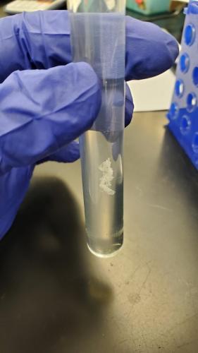 Биолог извлёк чистую молекулу ДНК и показал людям. Все в восторге, ведь повторить такое чудо сможет каждый