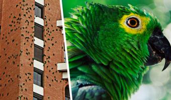 В Бразилии попугаи годами грызут здание. Это не месть, а загадка, ответ на которую не могут найти даже учёные