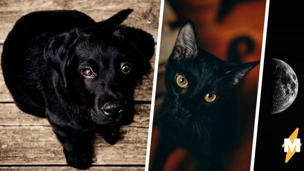 Девушка объяснила, почему чёрных кошек и собак нельзя отдавать в октябре. И оскорбила чувства сатанистов