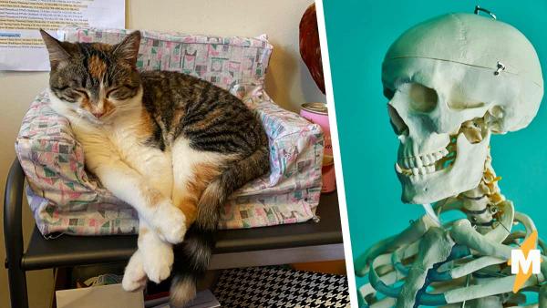 Люди открыли особую реакцию кошек на хеллоуинские игрушки. Они верят: причина такого поведения криповая