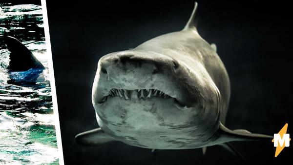 Учёный поймали акулу-монстра - самую крупную девочку в океане. Но оказалось, "Челюсти" всё сильно преувеличили