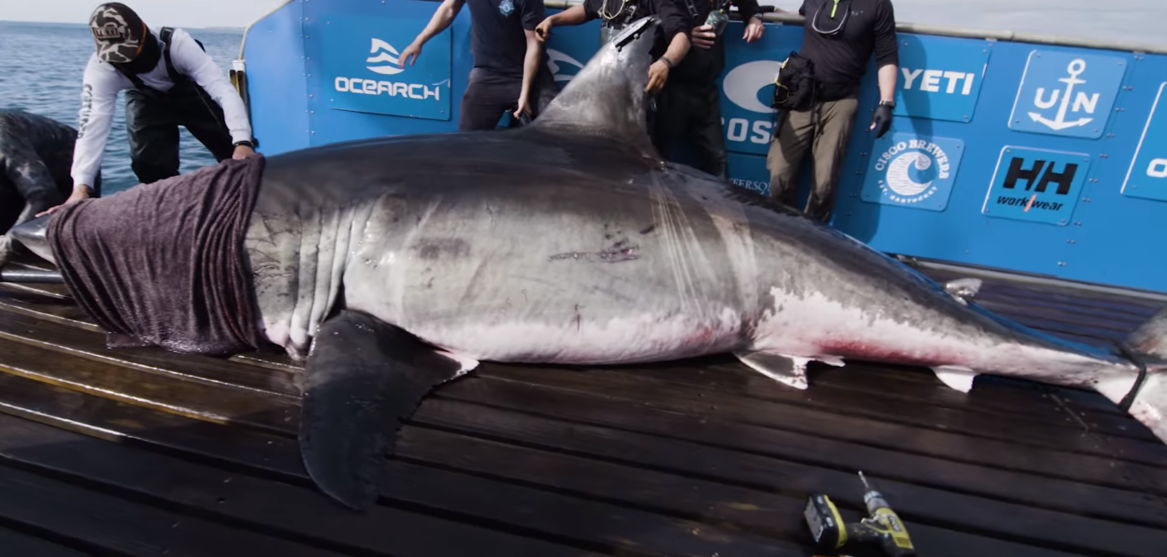 Учёный поймали акулу-монстра - самую крупную девочку в океане. Но оказалось, "Челюсти" всё сильно преувеличили