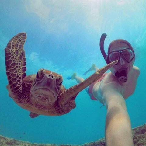 Парень сфотографировал морскую черепаху и не прогадал. Теперь это самый смешной снимок 2020 года