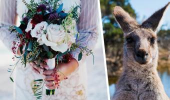 Если свадьба проходит в Австралии, то кольца молодожёнам подаёт кенгуру. Доказано лучшей свадебной фотографией