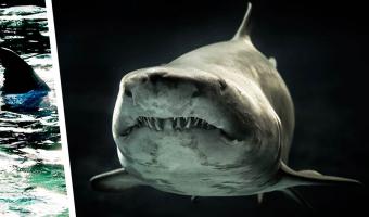 Учёные поймали акулу-монстра — самую крупную девочку в океане. Но оказалось, «Челюсти» всё сильно преувеличили