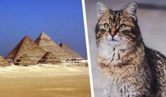Учёный вскрыл египетскую гробницу и стал жертвой проклятья. Его не пожелаешь и врагу — парня презирают котики
