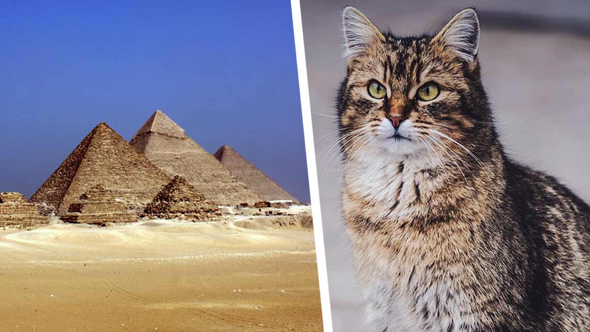 Учёный вскрыл египетскую гробницу и стал жертвой проклятья. Его не пожелаешь и врагу — парня презирают котики