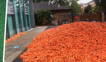 Университет за утро утонул в тоннах моркови. Нет, это не протест фермеров или свалка, а современное искусство
