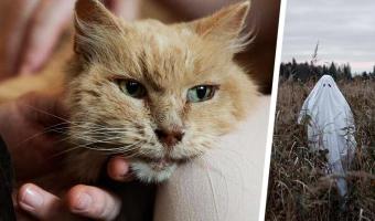 Кот вернулся к хозяевам спустя три года после побега. Однако семья уверена: это не чудо, а привет с того света