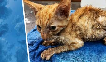 Девушка показала фото кота через месяц после спасения. Больше преображения животного людей удивил его взгляд