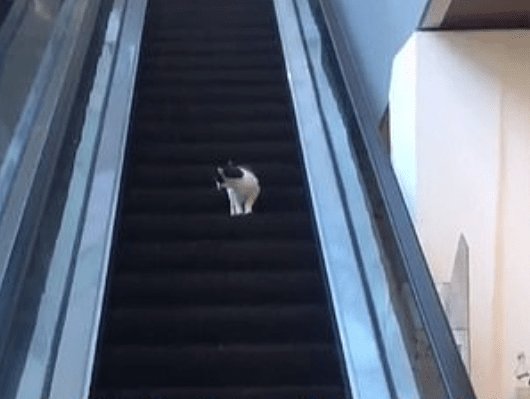 Кот решил спуститься на эскалаторе, но сэкономить силы не удалось. На спуск он потратил одну из девяти жизней