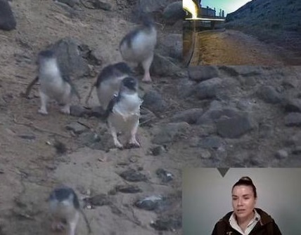 Люди хотели увидеть пингвинов и словили тревогу. Вместо милоты им пришлось наблюдать трагедию мирового уровня