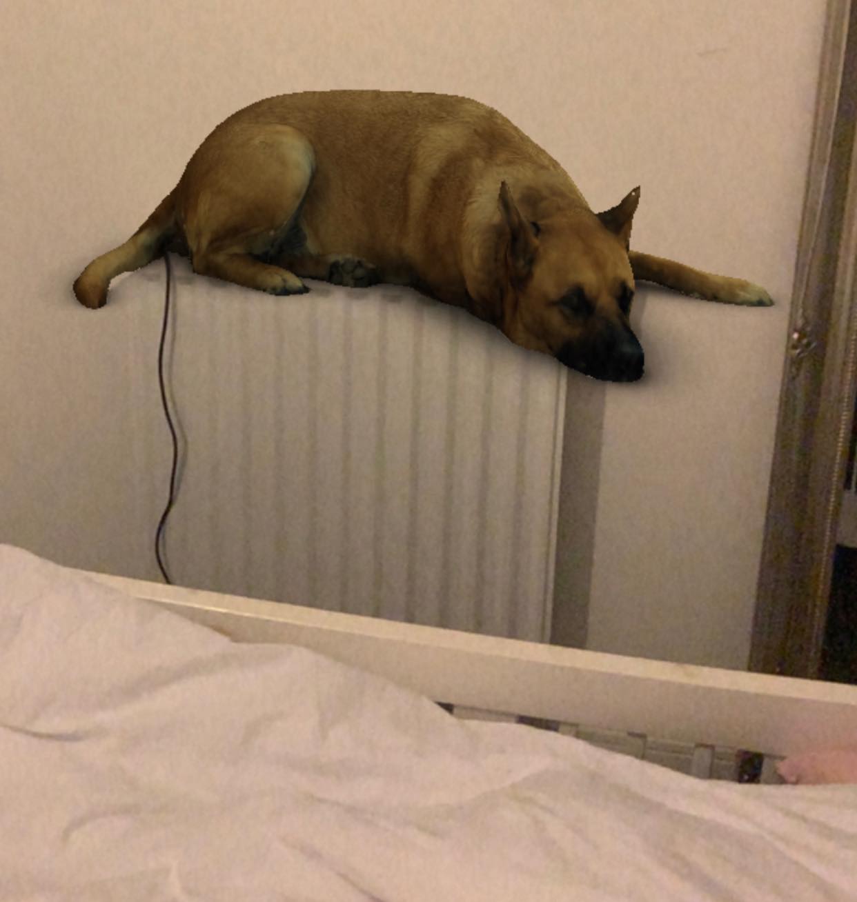 собака ночью написала на кровать