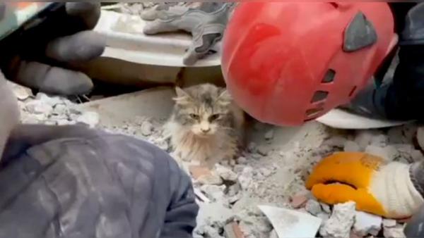Семья потеряла в землетрясении кота и оплакивала его. Но горевать не стоило - под обломками людей ждал сюрприз