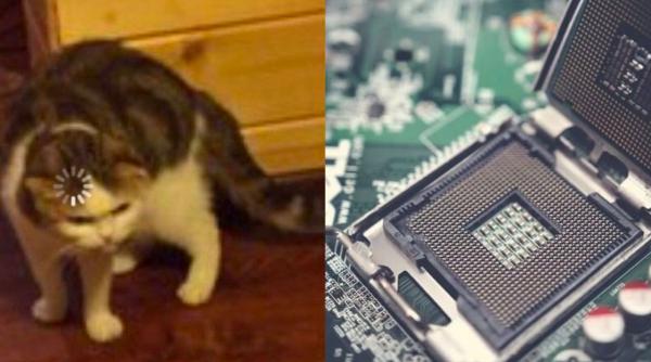 Владелец игрового ПК показал, как использует центральный процессор. Он чешет им кота, и на это больно смотреть