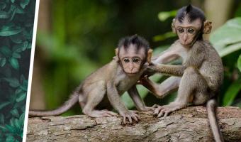 Фотограф умилялся, как одна обезьяна спасает другую, но ошибся. Примат выполнял лучший человеческий пикап-трюк