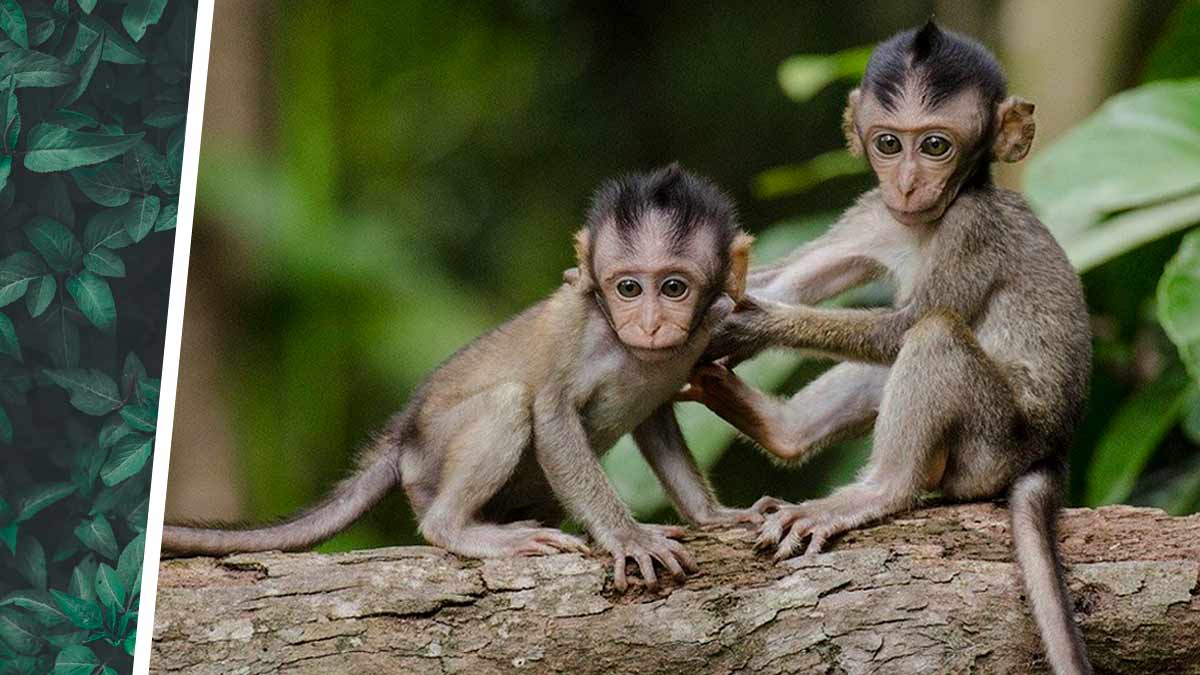 Фотограф думал, обезьяна делает искусственное дыхание, но ошибся