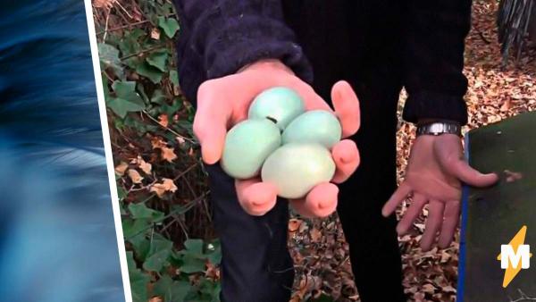 Фермер показал, какие яйца несут его курицы. Они напоминают "Скиттлз", но самое удивительное - цвет мяса птицы