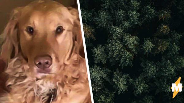 Хозяйка потеряла пса в лесу, но не опустила руки. Через год он доказал: собачья верность сильнее Беара Гриллса