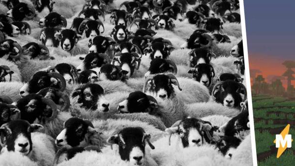 Овца из Minecraft существует и пасётся в Шотландии. Босс мира кучерявых выглядит так, и он сам вас пострижёт